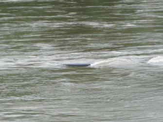 1.6.2010 Neuer Rekord 17,3 kW 1.6.2010 Neuer Rekord 17,3 kW